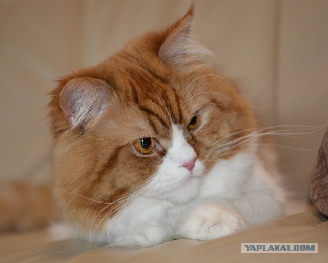 Вторник. Кото-вторник...