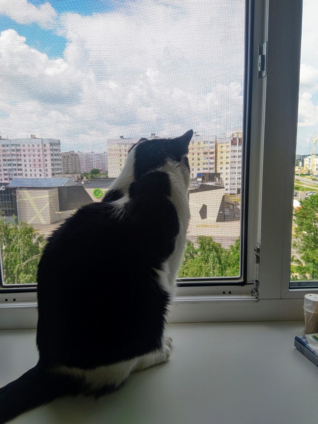 Последняя картинка в вашей Галерее/Загрузках