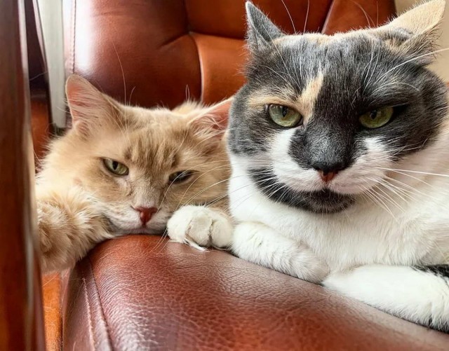 Разные котики