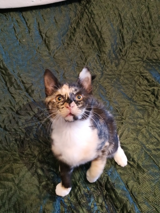 МИРУ - МИР ! Котикам - котовторник !