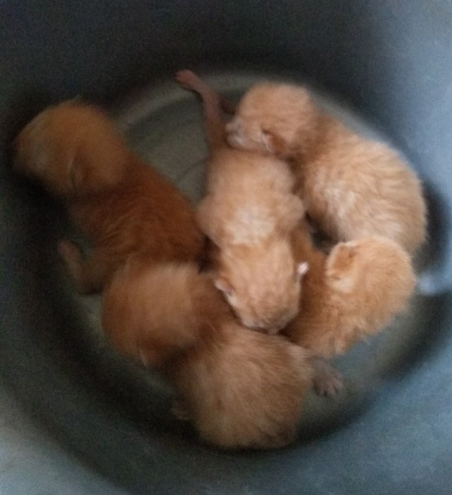 Не буду я ждать котовторника!