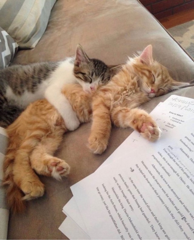 А это мой котан к котовторнику