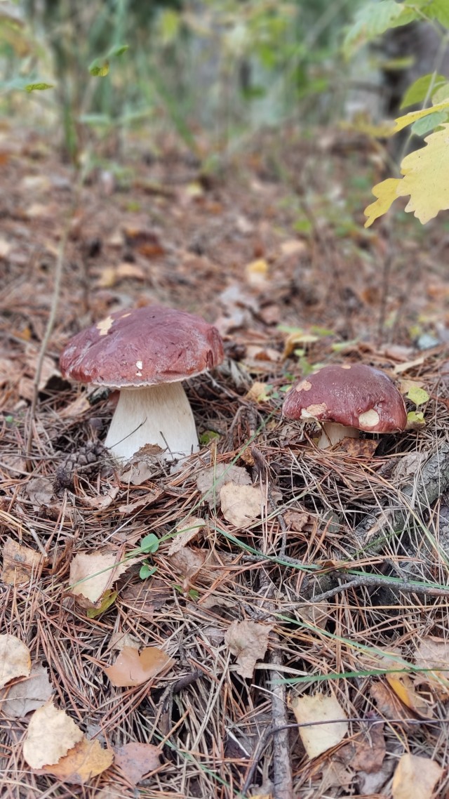 Грибочки