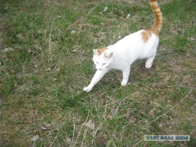 Жизнь домашнего приюта для котеек 392