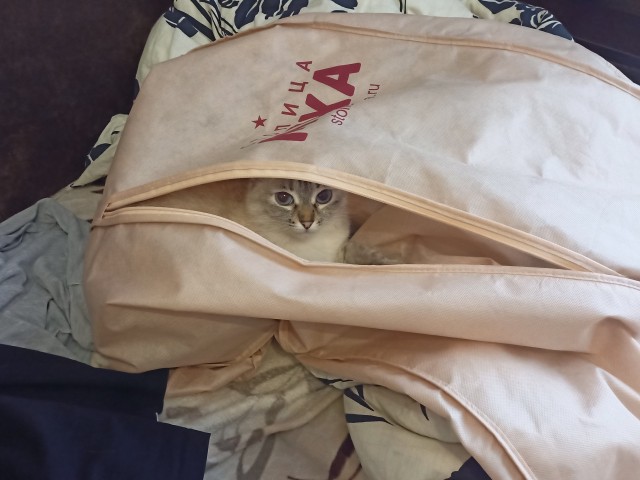 Начинаем котовторник.