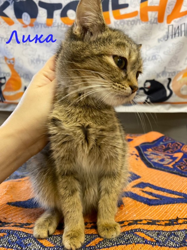 Жизнь домашнего приюта "Котоленд" 373