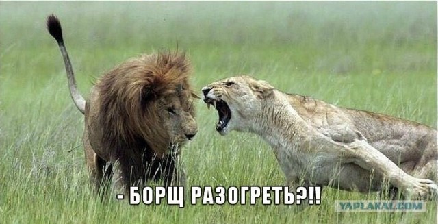 В челябинском зоопарке к львице привели для знакомства самца
