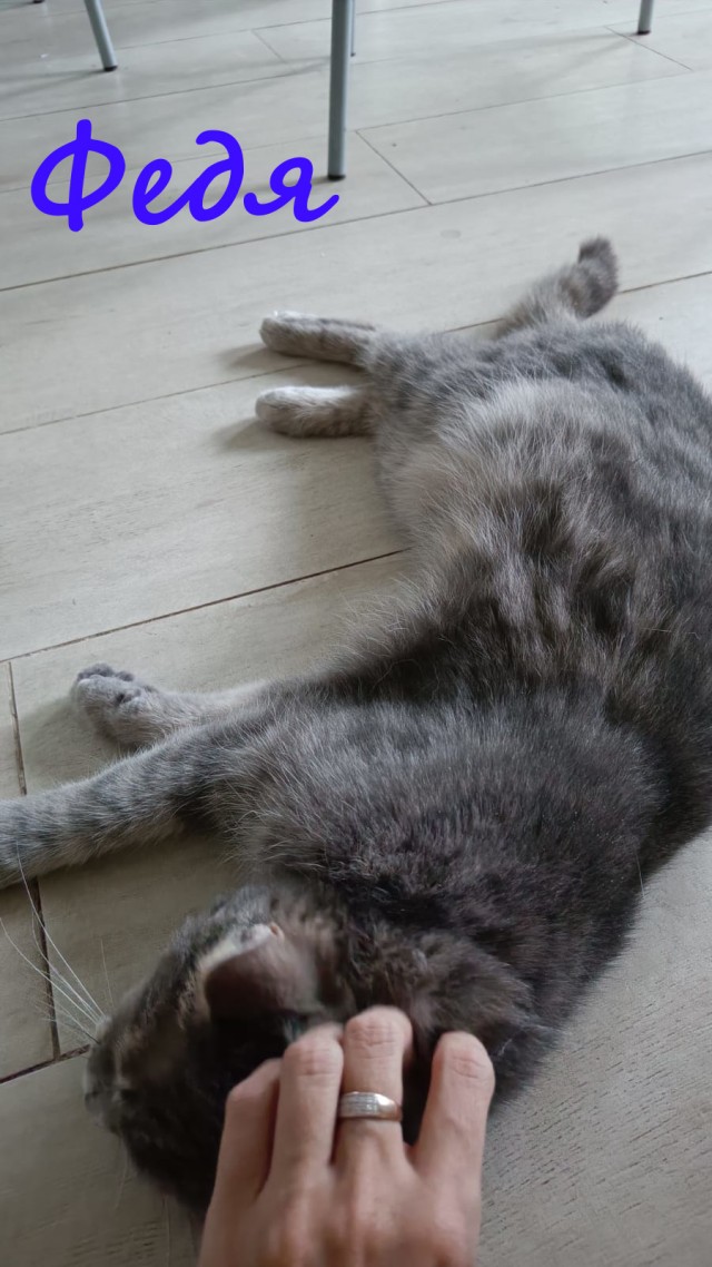 Жизнь домашнего приюта "Котоленд" 385