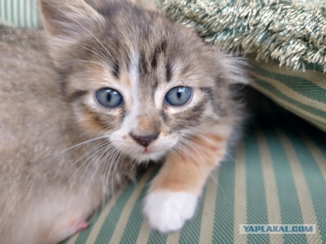 Котовторник. Немного сицилийских котов.