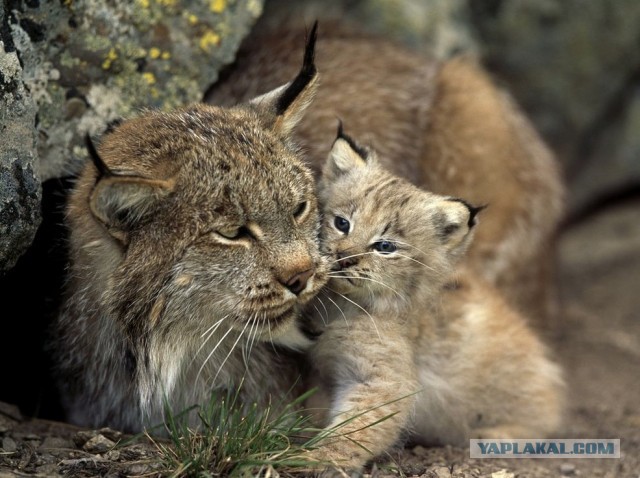 Красота диких кошек