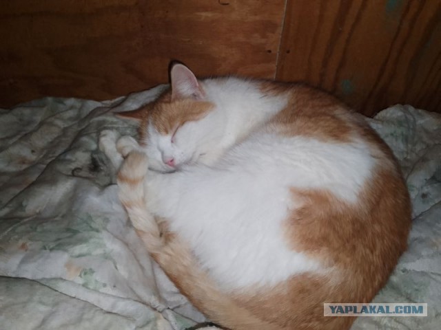 Жизнь домашнего приюта для котеек 482