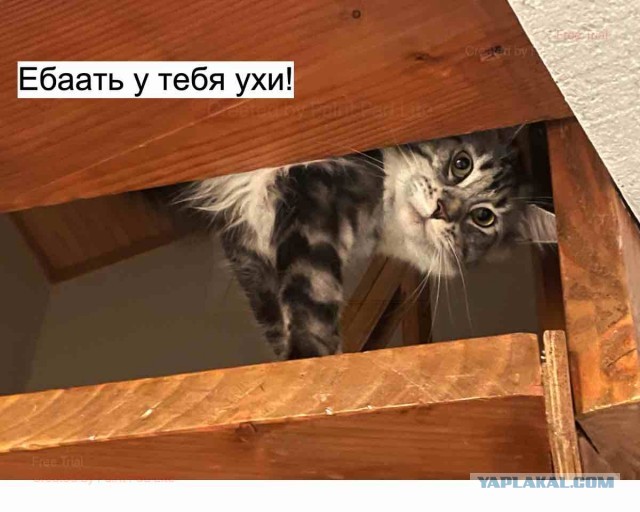 Дратути