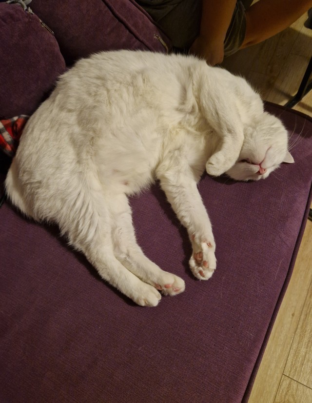Толстые коты