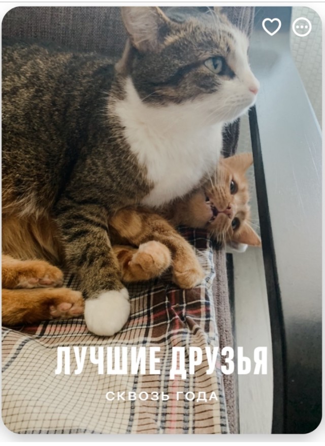 Жизнь с котом в одной картинке