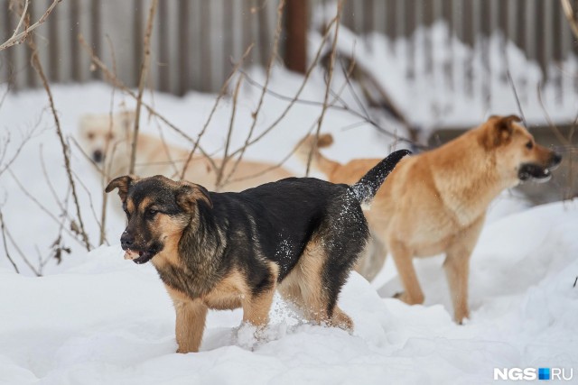 Легализовали убийство бродячих собак