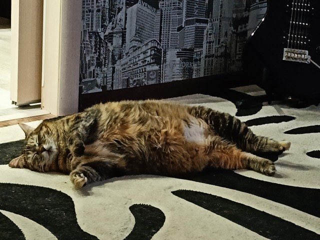 Похоже, это ее самый любимый котенок