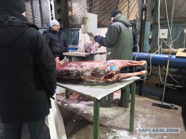 Как я оленя покупал