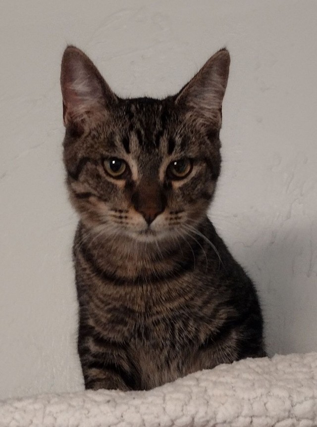 Котэ, совэ и все-все-все