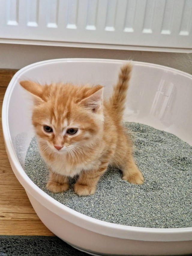 Не конопатый, а хвостатый