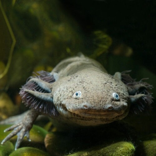 Наука не стоит на месте. Люди вскоре смогут восстанавливать себе внутренние органы и конечности.