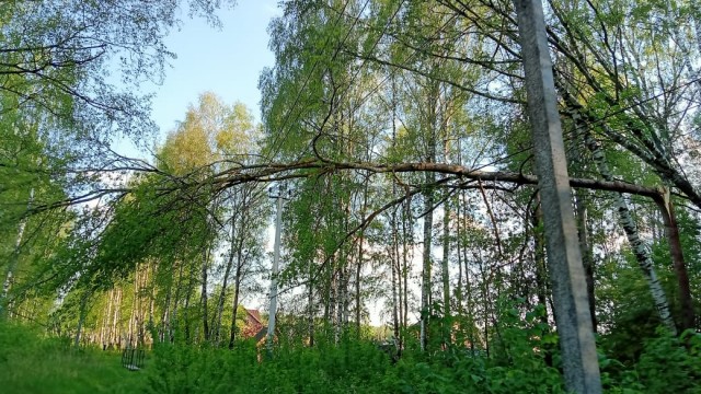 Опять деревья легли на провода.