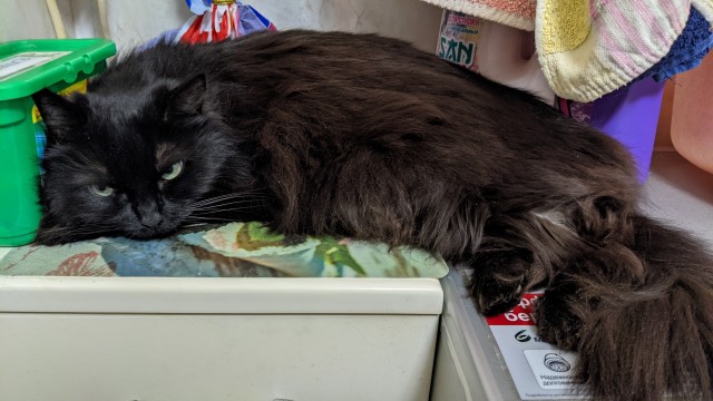 Когда кот смотрит в окно и не реагирует — это знак, который нельзя игнорировать