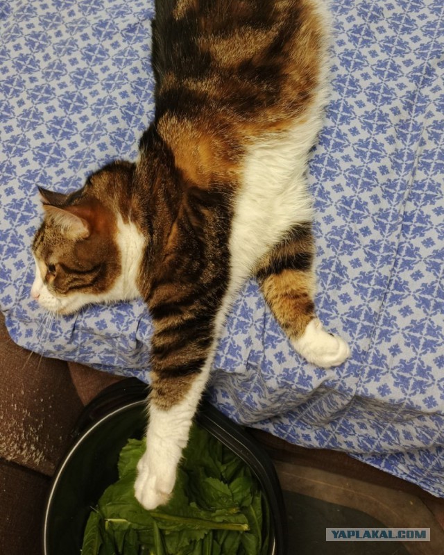 Умная кошка (кот)