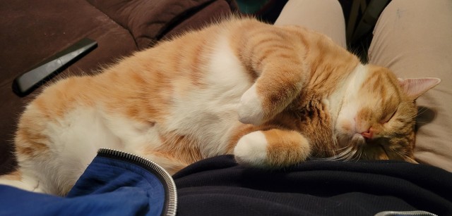 Спящих котеек тред