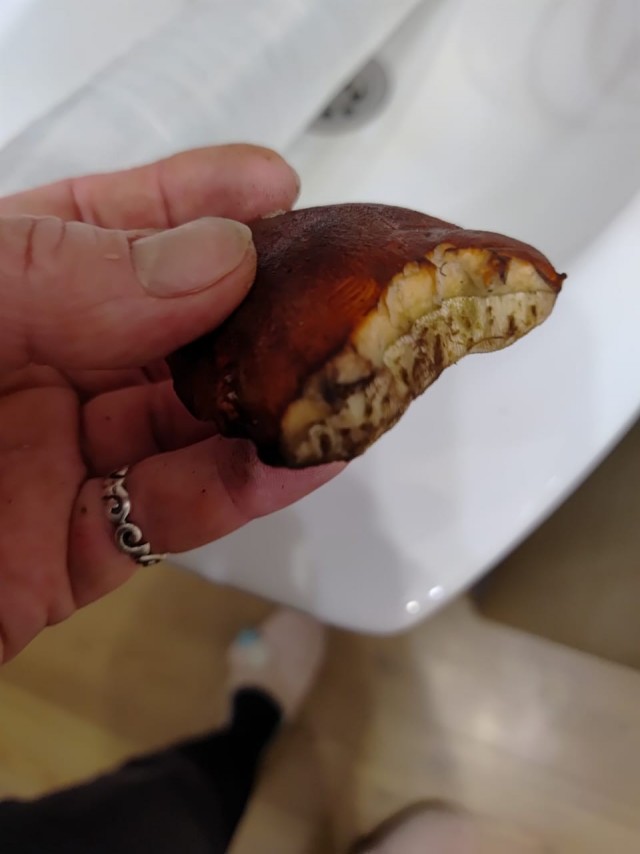 Едят ли медведи грибы?