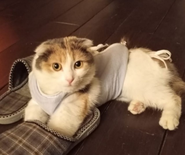 Котовторник. Где коты? Мой вот!