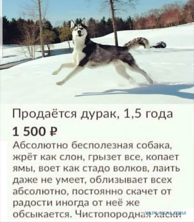 Малинуа - друг человека
