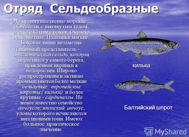 Килька вместо шпрот: что продают в супермаркетах под видом дорогих консервов