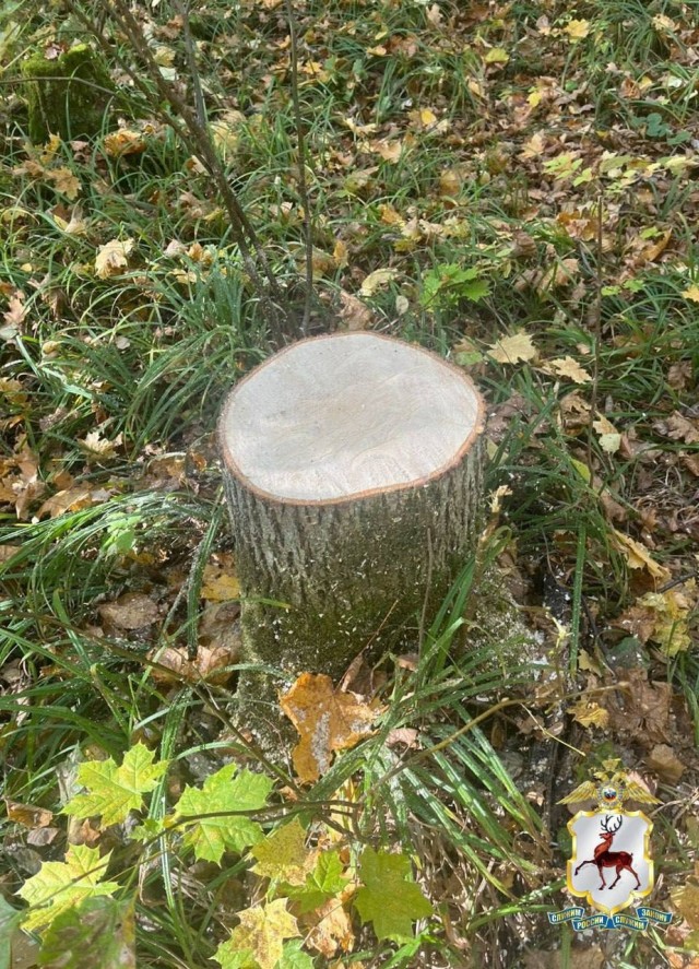 Вот фантазия у людей бывает....