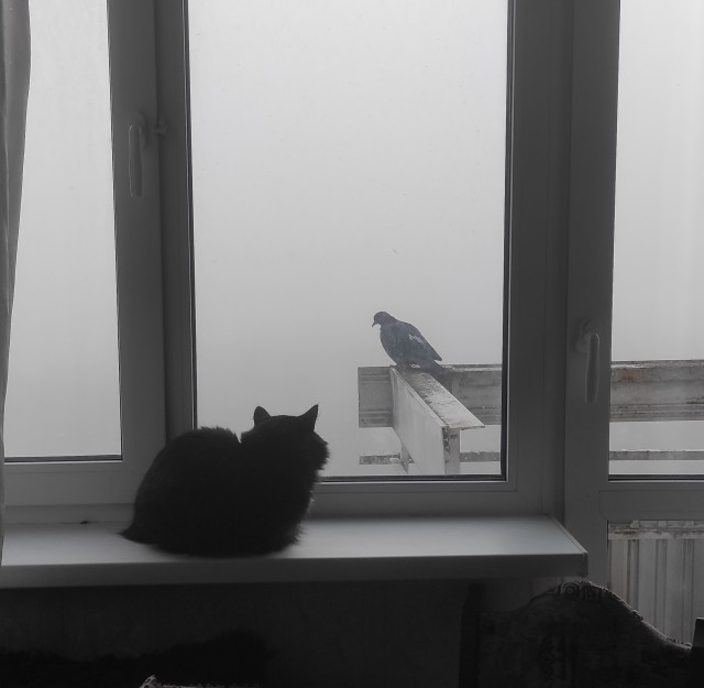 Чёрный котовторник