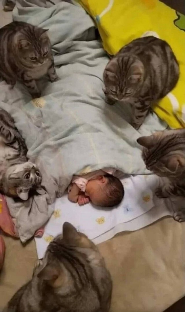 Чутка кошек