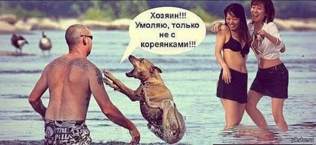 Едят ли корейцы собак и как всё начиналось.