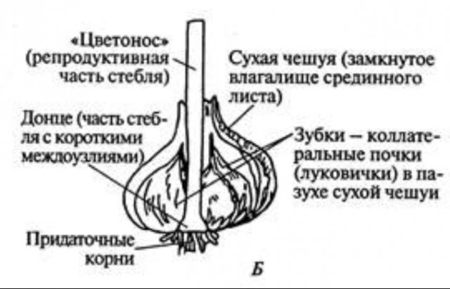 Дискуссионно-кулинарный вопрос. Плов.