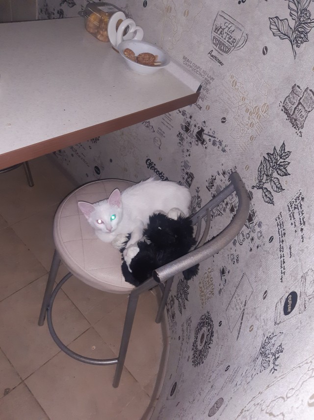 Котовторник. Моё зверьё
