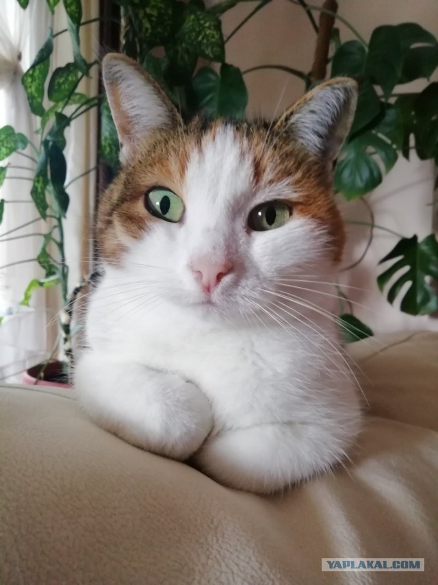 Мои рабовладельцы
