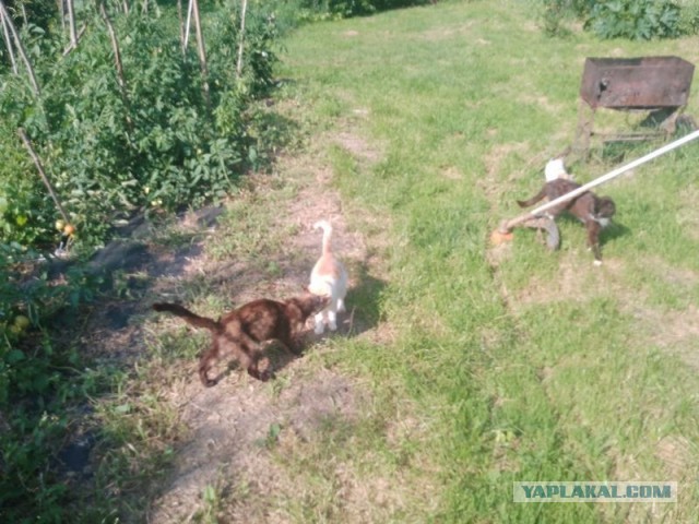 Жизнь домашнего приюта для котеек 579
