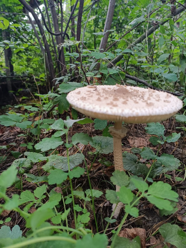 Грыбочки