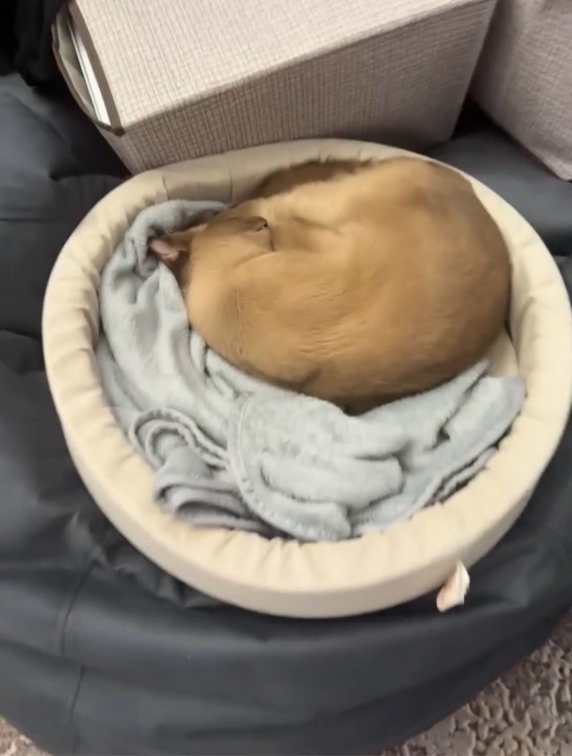 Котовторник мчится на всех парах