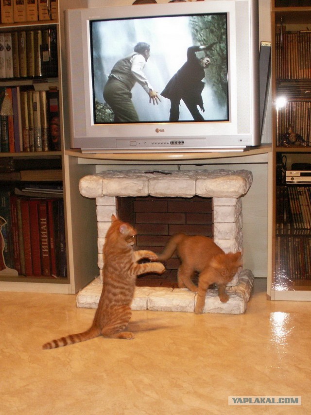 Котовторник 8.10.2013