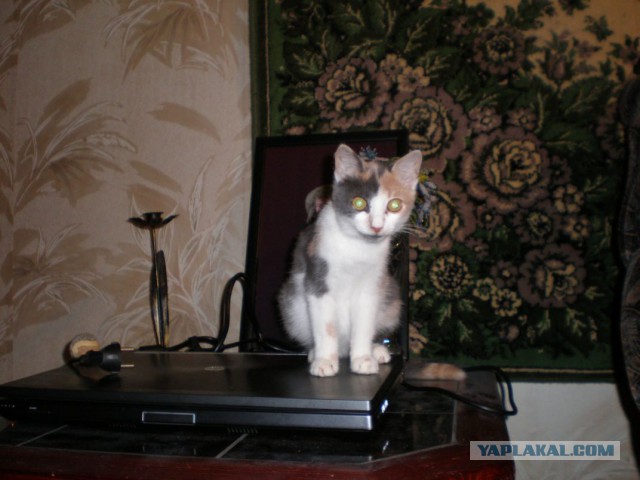Про спасенных котеек