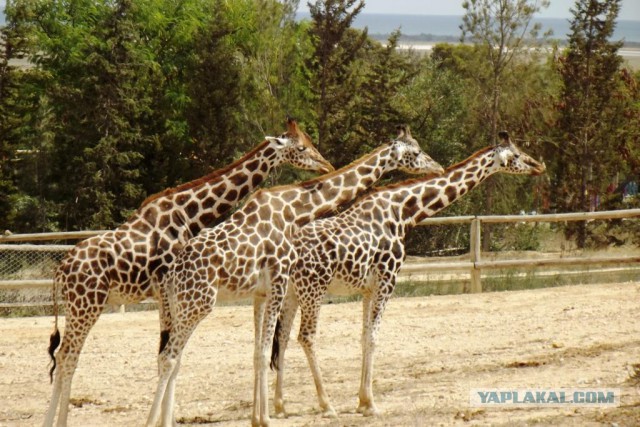 Весёлые картинки. Разбавим будни