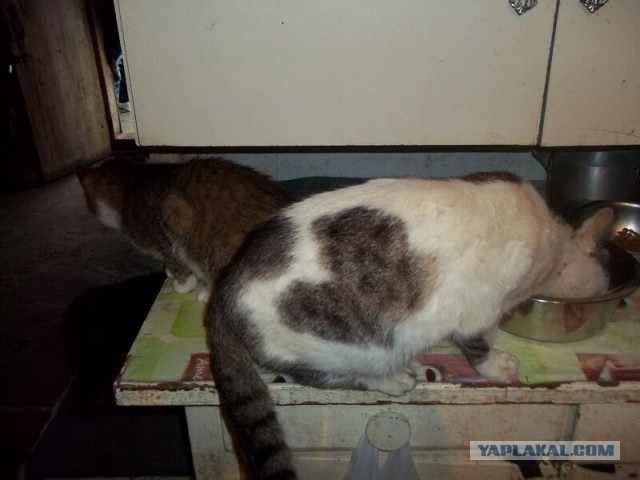 Жизнь домашнего приюта для котеек 13