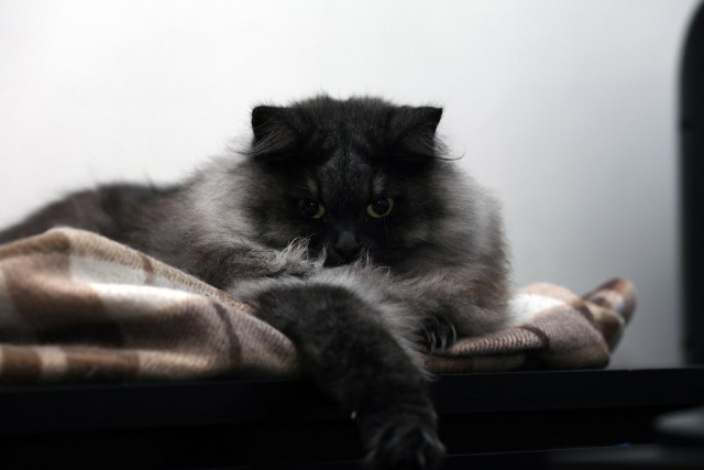 Котовторник 26.08.14.