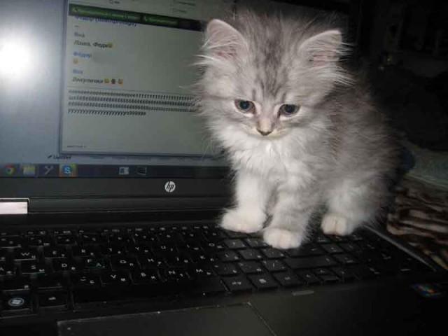 Коты, которые всегда рады помочь своему хозяину