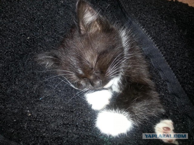 Котовторник 7.10.2014