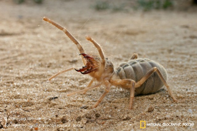 National Geographic,избранное...